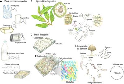 Lessons From Insect Fungiculture: From Microbial Ecology to Plastics Degradation